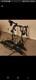 Peruzzo Pure Instinct 2 Bike Rear Carrier
